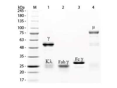 SDS-Page: Rabbit IgG Isotype Control [Texas Red] [NBP1-96845] - Lane M: 3 uL Opal Prestained Marker. Lane 1: Reduced Rabbit IgG Whole Molecule Texas Red Conjugated. Lane 2: Reduced Rabbit IgG F(ab) Fragment. Lane 3: Reduced Rabbit IgG F(c) Fragment. Lane 4: Reduced Rabbit IgM Whole Molecule. Load: 1 ug for F(ab) and F(c); 1.2 ug for IgG and IgM.